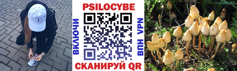 даркнет сайт  Нововоронеж  кракен рабочий сайт  Псилоцибиновые грибы Psilocybine cubensis 